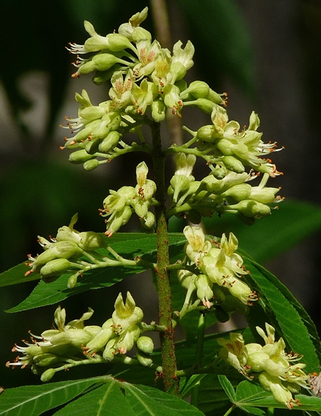 {Aesculus glabra}